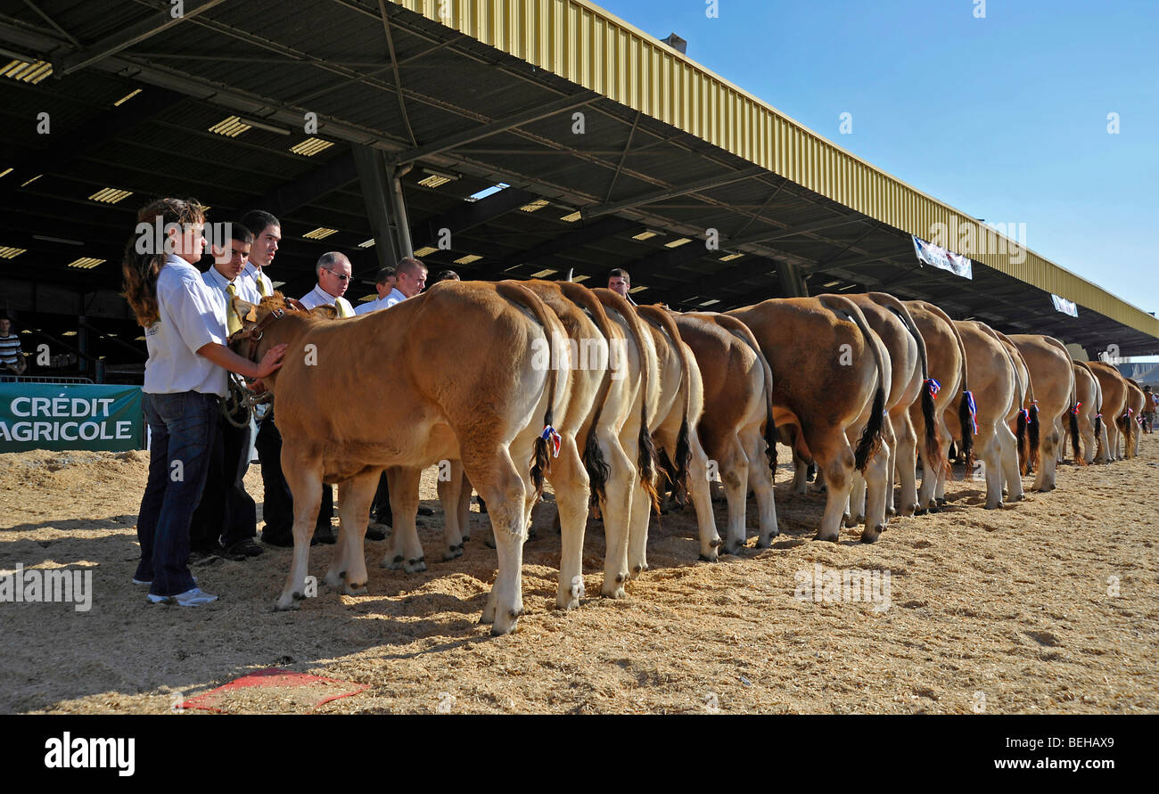 Bestiame Bovini mostrano a Parthenay,Deux-Sevres, Francia. Foto Stock
