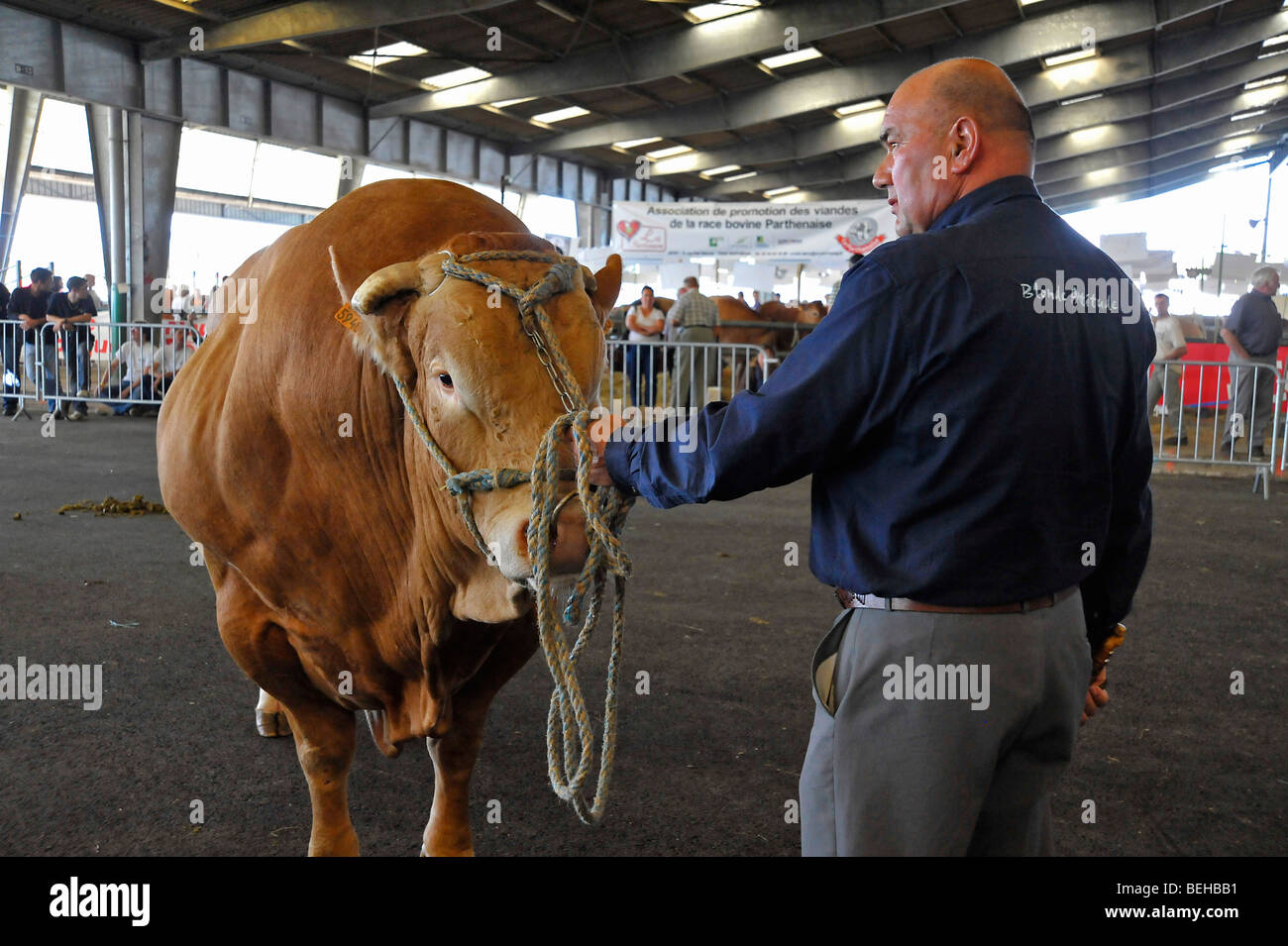 Premio bull sul display all'agricoltura mostra a Parthenay, Deux-sevres, Francia. Foto Stock