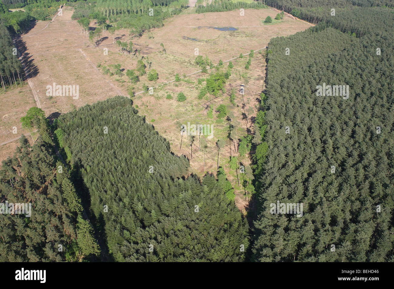 Deforestazione della foresta di pini, foresta di trasformazione e sviluppo di erica, Belgio Foto Stock