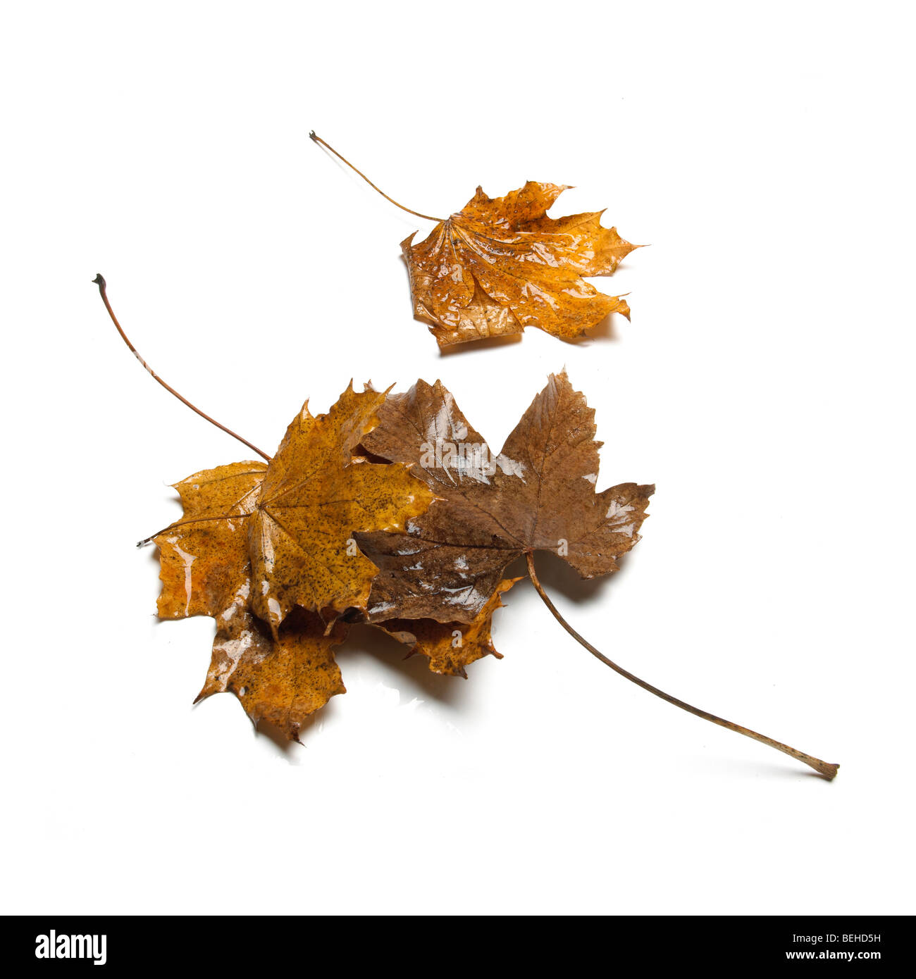 Autunno marrone e verde di foglie cadute, Foto Stock
