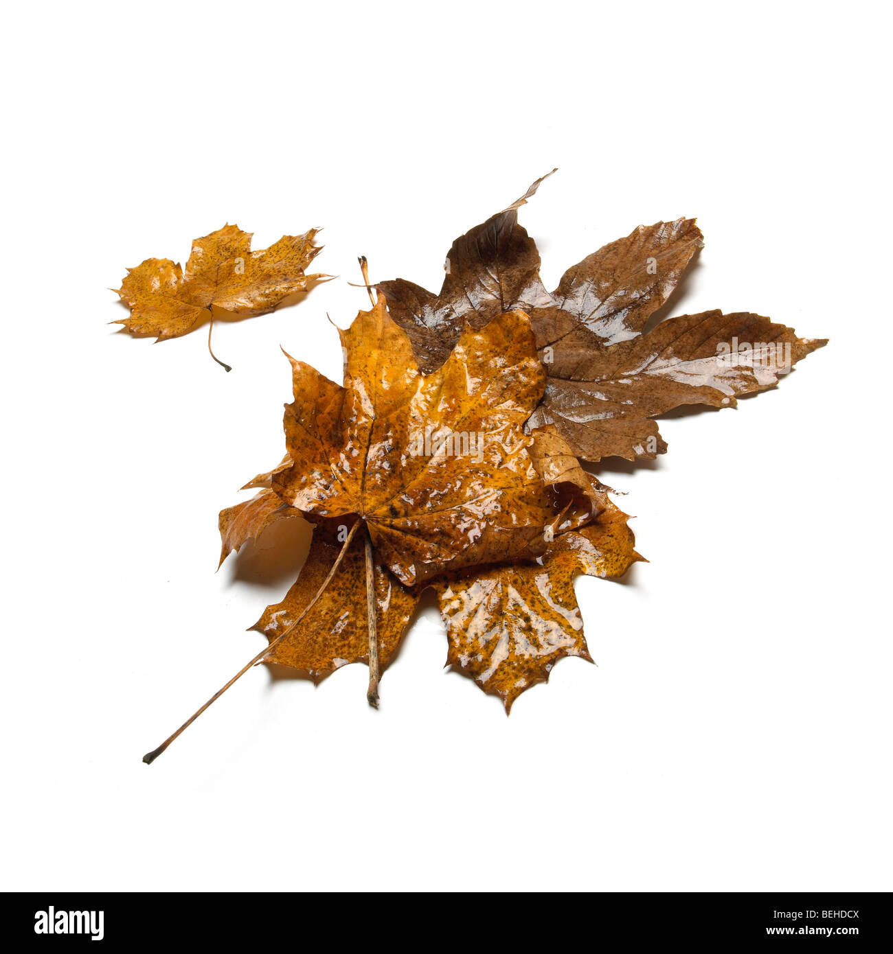 Autunno marrone e verde di foglie cadute, Foto Stock