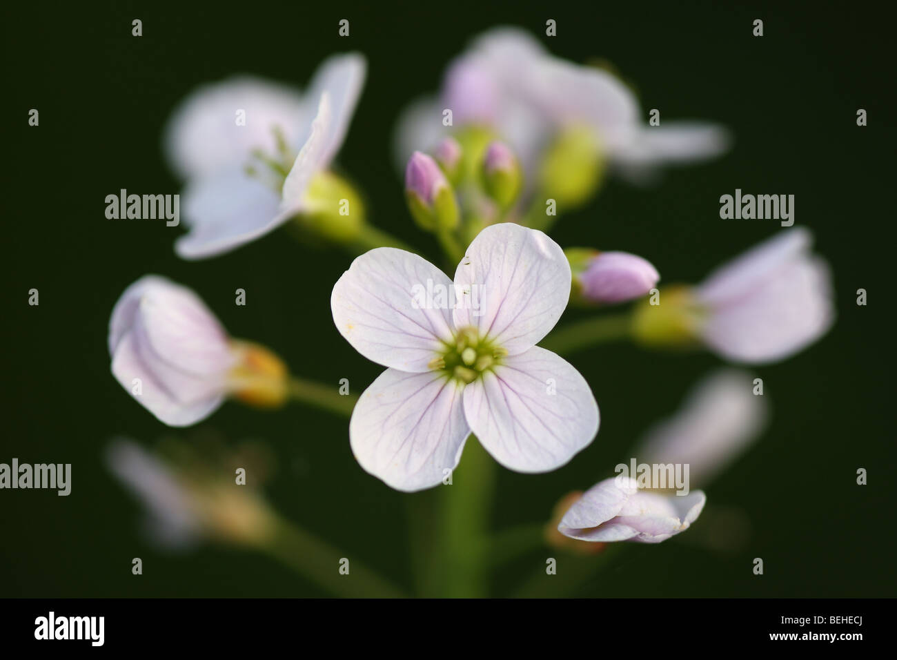 I fiori del fiore di cuculo (cardamine pratensis), Belgio Foto Stock