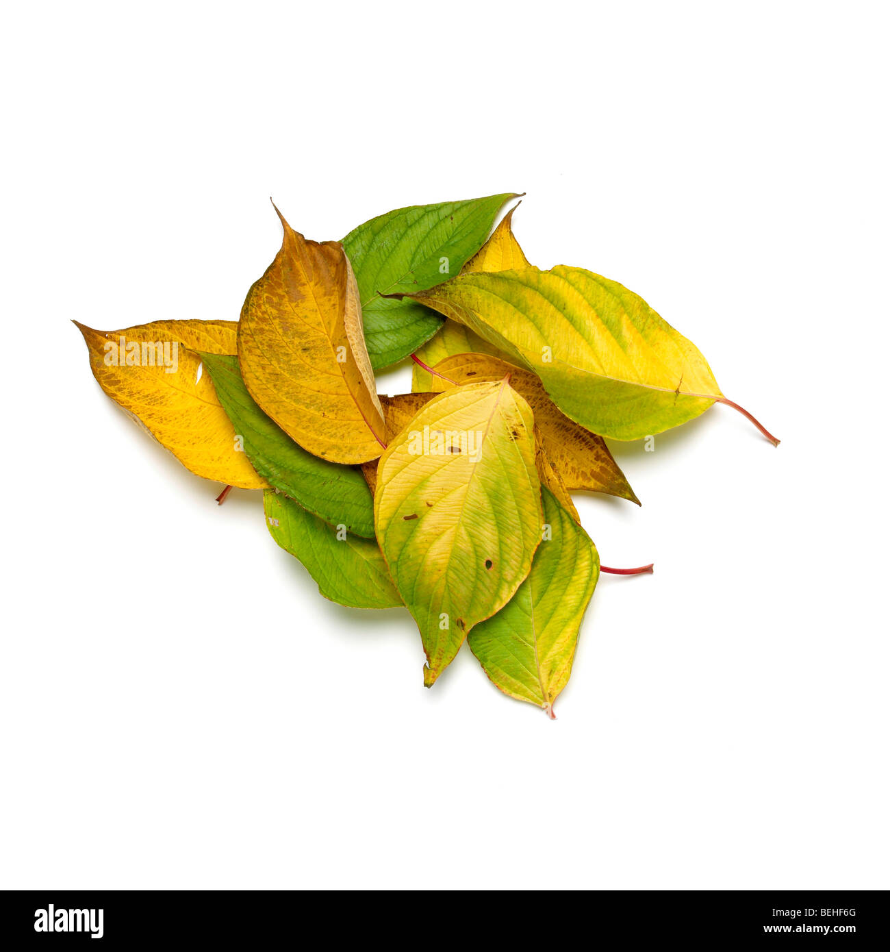 Autunno marrone e verde di foglie cadute, Foto Stock