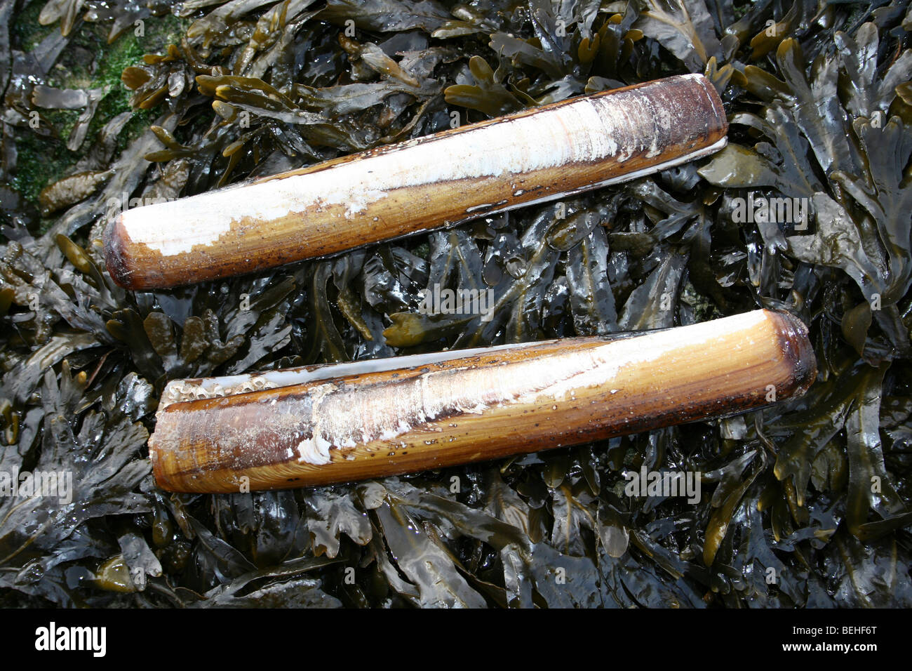 Due Pod Gusci di rasoio Ensis siliqua su alga coperto Rock a New Brighton, il Wirral, Merseyside, Regno Unito Foto Stock
