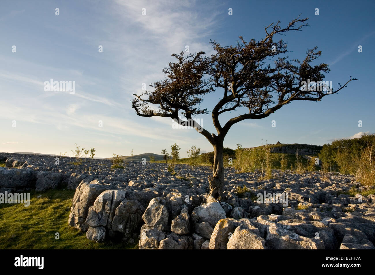 Pavimentazione di pietra calcarea vicino Conistone, Superiore Wharfedale, nel Yorkshire Dales National Park, Inghilterra Foto Stock