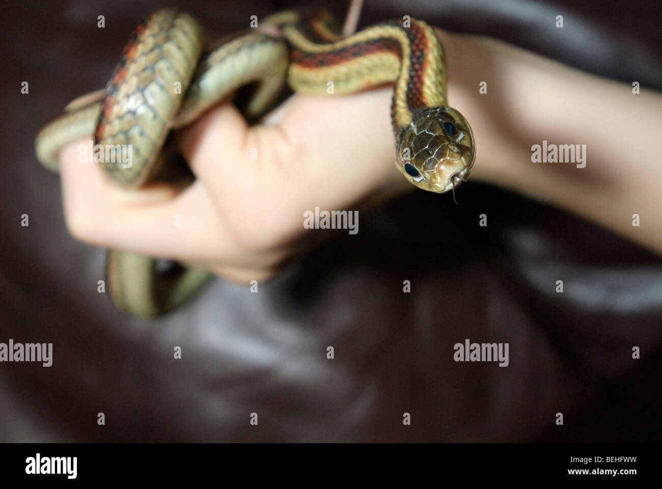 Il Comune Garter Snake (Thamnophis sirtalis) è un non-serpente velenoso indigene del nord America. Foto Stock