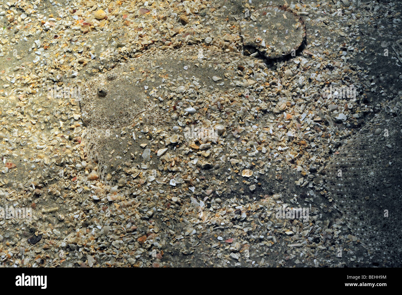 Passera di mare (Pleuronectes platessa) mimetizzata di sabbia sul fondo del mare Foto Stock
