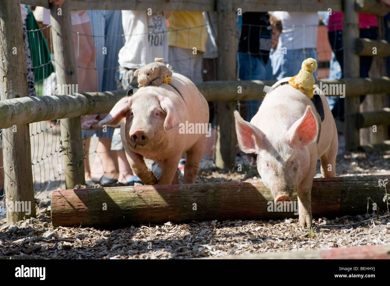 Suini saltando ostacoli durante una gara in una farm park in Inghilterra Foto Stock