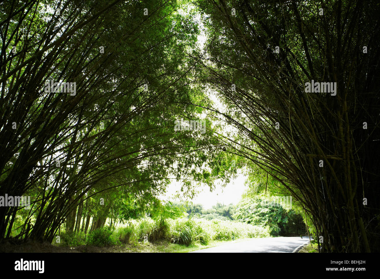 Road passando attraverso una foresta, Puerto Rico Foto Stock