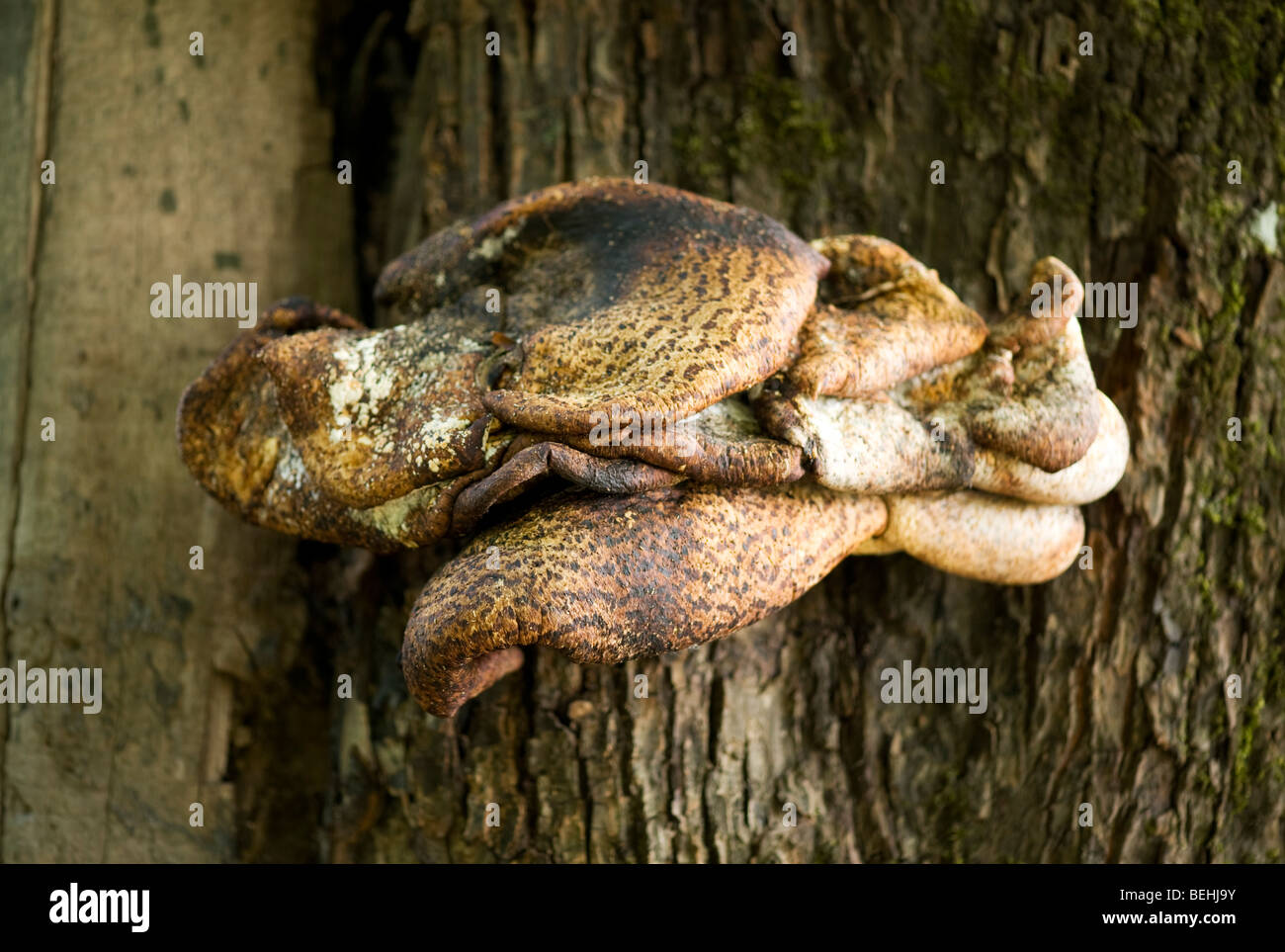 Ripiano funghi che crescono su un albero morto tronco, Svezia Foto Stock