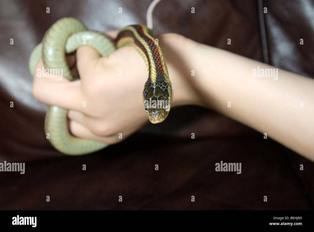 Il Comune Garter Snake (Thamnophis sirtalis) è un non-serpente velenoso indigene del nord America. Foto Stock