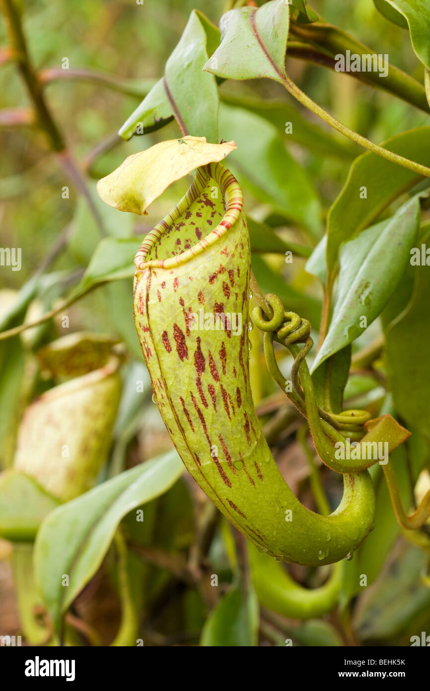 Pianta brocca, Sabah Borneo Foto Stock