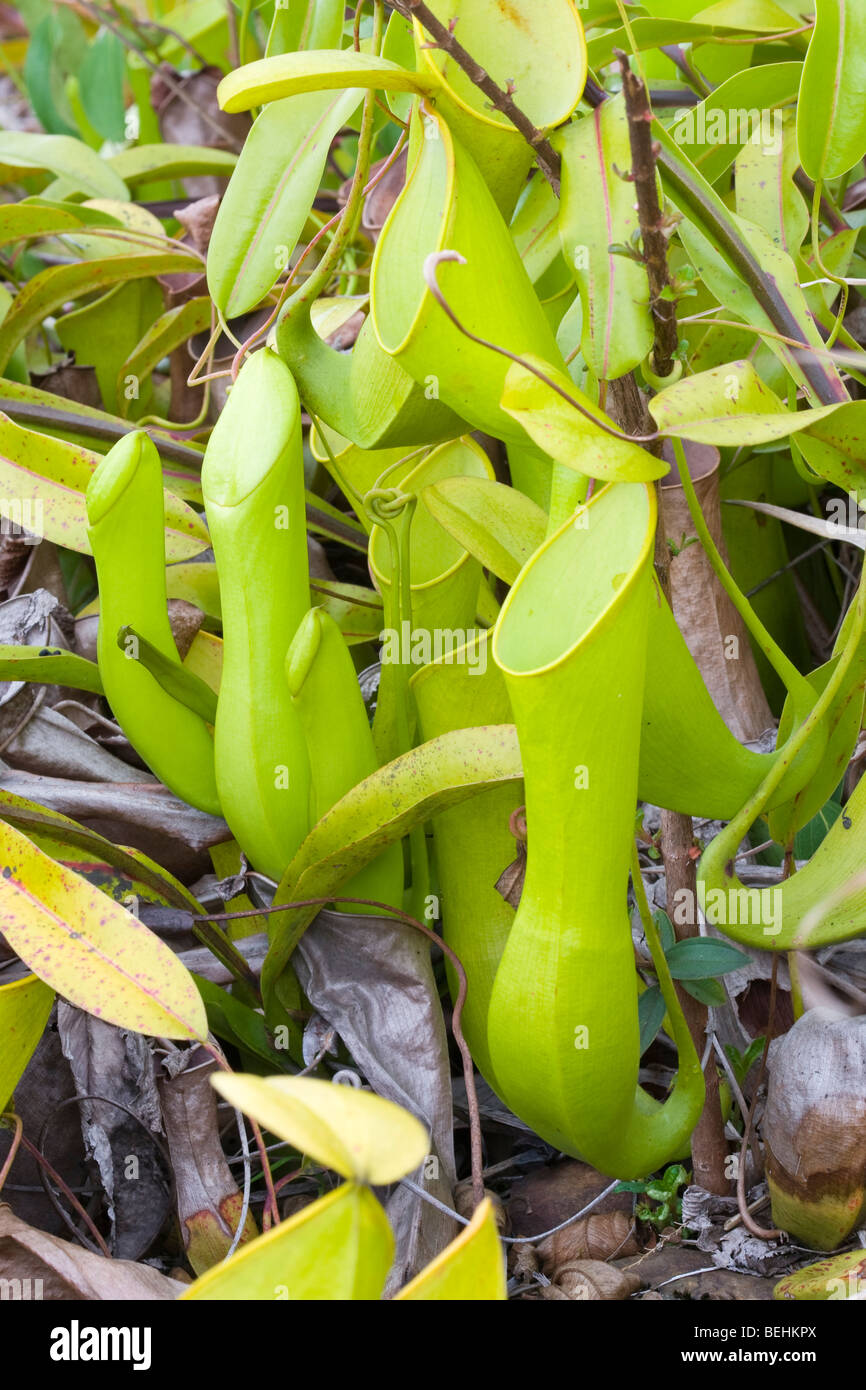 Pianta brocca, Sabah Borneo Foto Stock