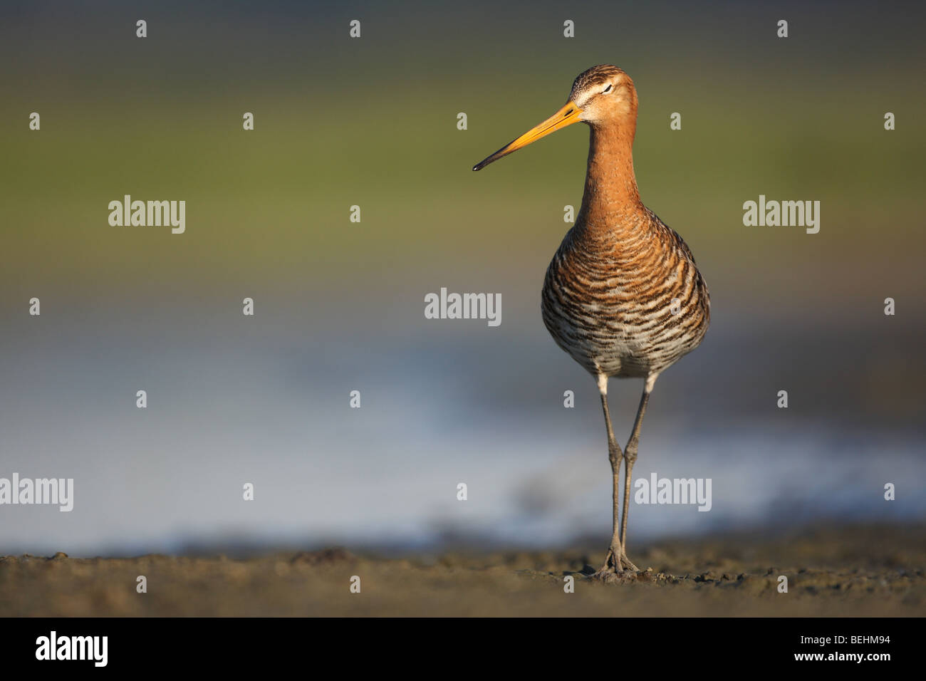 Nero-tailed Godwit (Limosa limosa) sulla piana di fango, Belgio Foto Stock