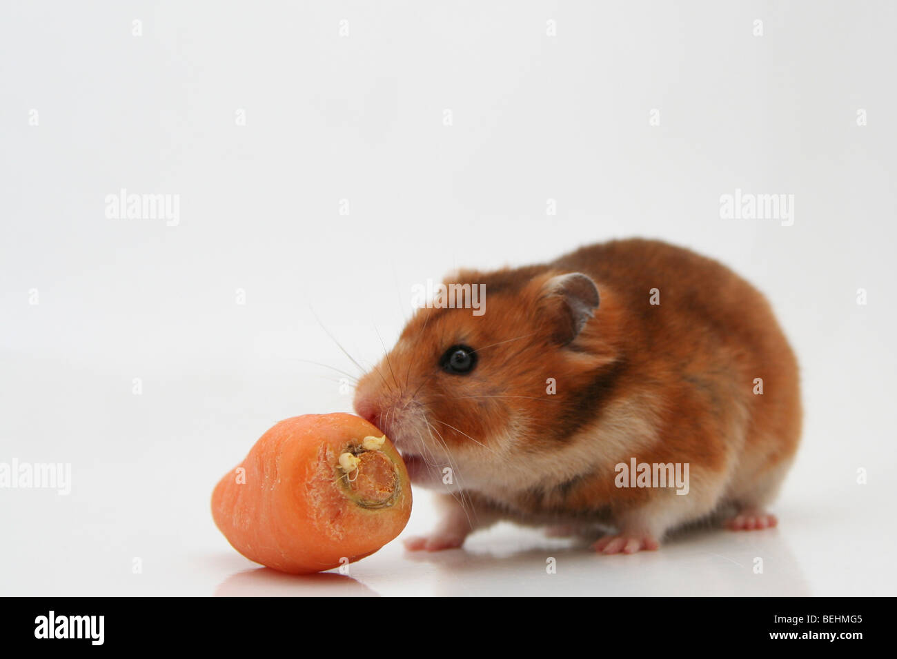 Spaccato di un curioso criceto e una carota su sfondo bianco Foto Stock