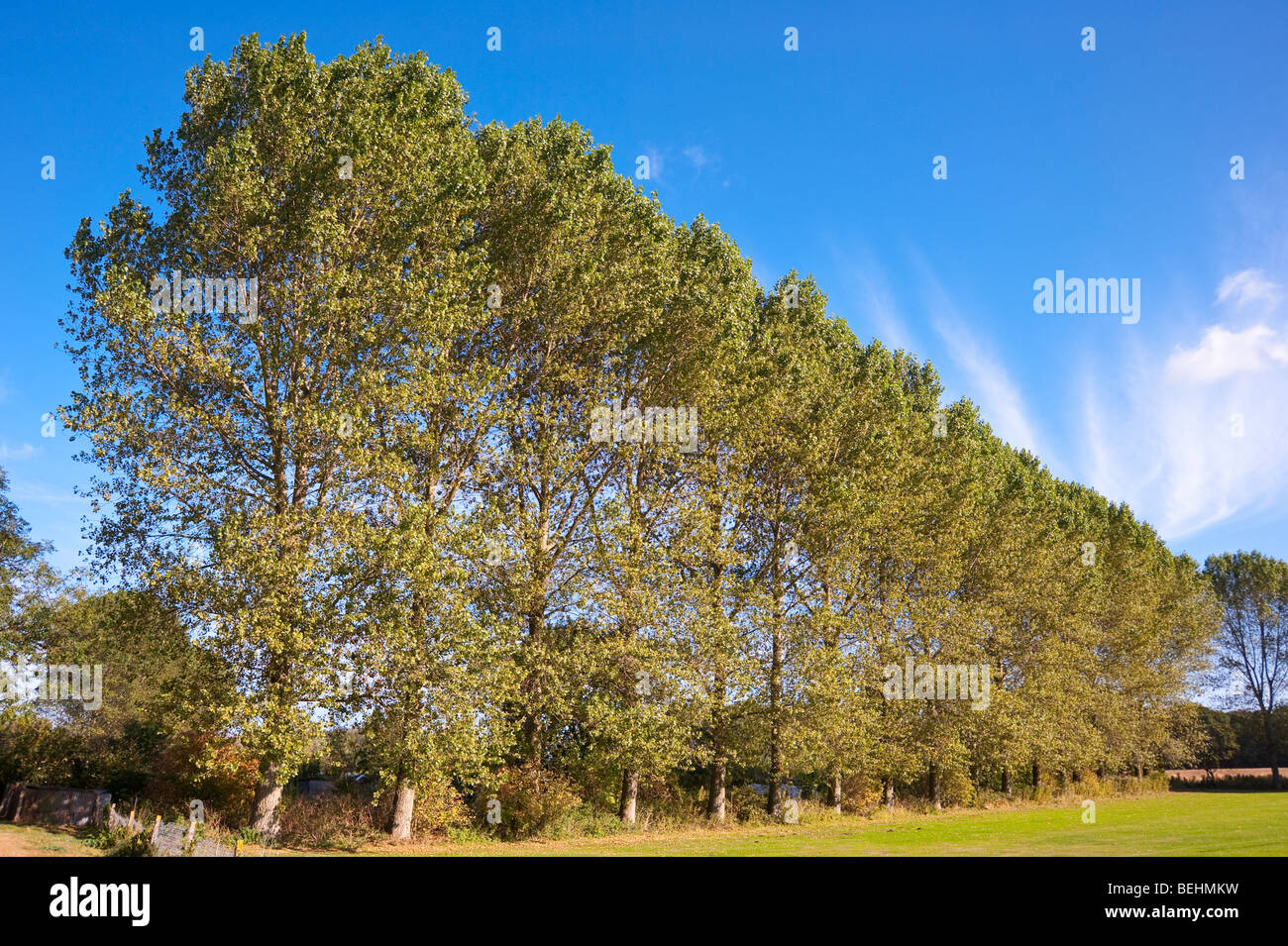 Una fila di alberi di pioppo presso il comune a Beccles , Suffolk , Regno Unito Foto Stock