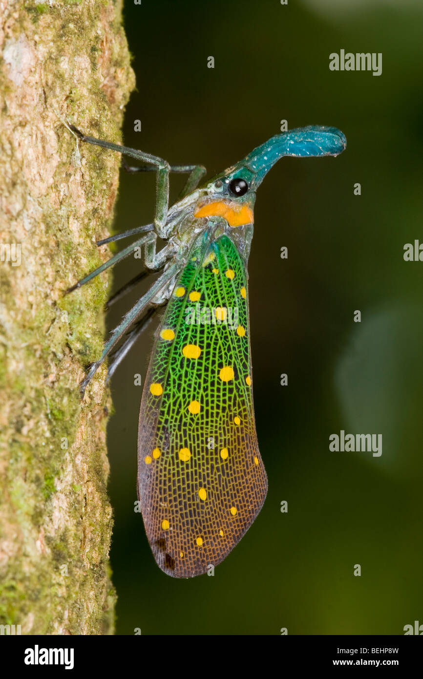 Lanterna bug, Sukau, Sabah Borneo Foto Stock