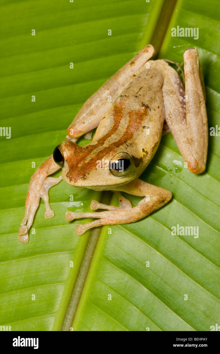 Dark-eared raganella, Danum Valley, Borneo Foto Stock