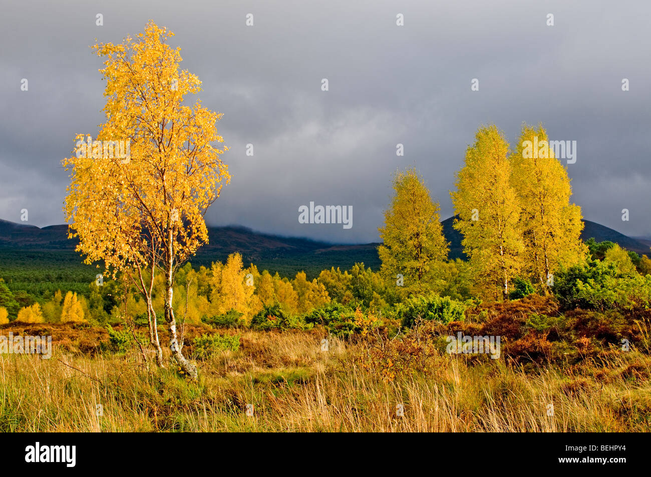 Autunno betulle Rothiemurchus nel Parco Nazionale di Cairngorms Aviemore. Highlands scozzesi SCO 5387 Foto Stock