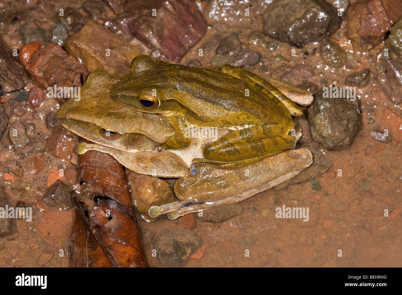 Quattro-rigato Rane di albero, Danum Valley, Borneo Foto Stock