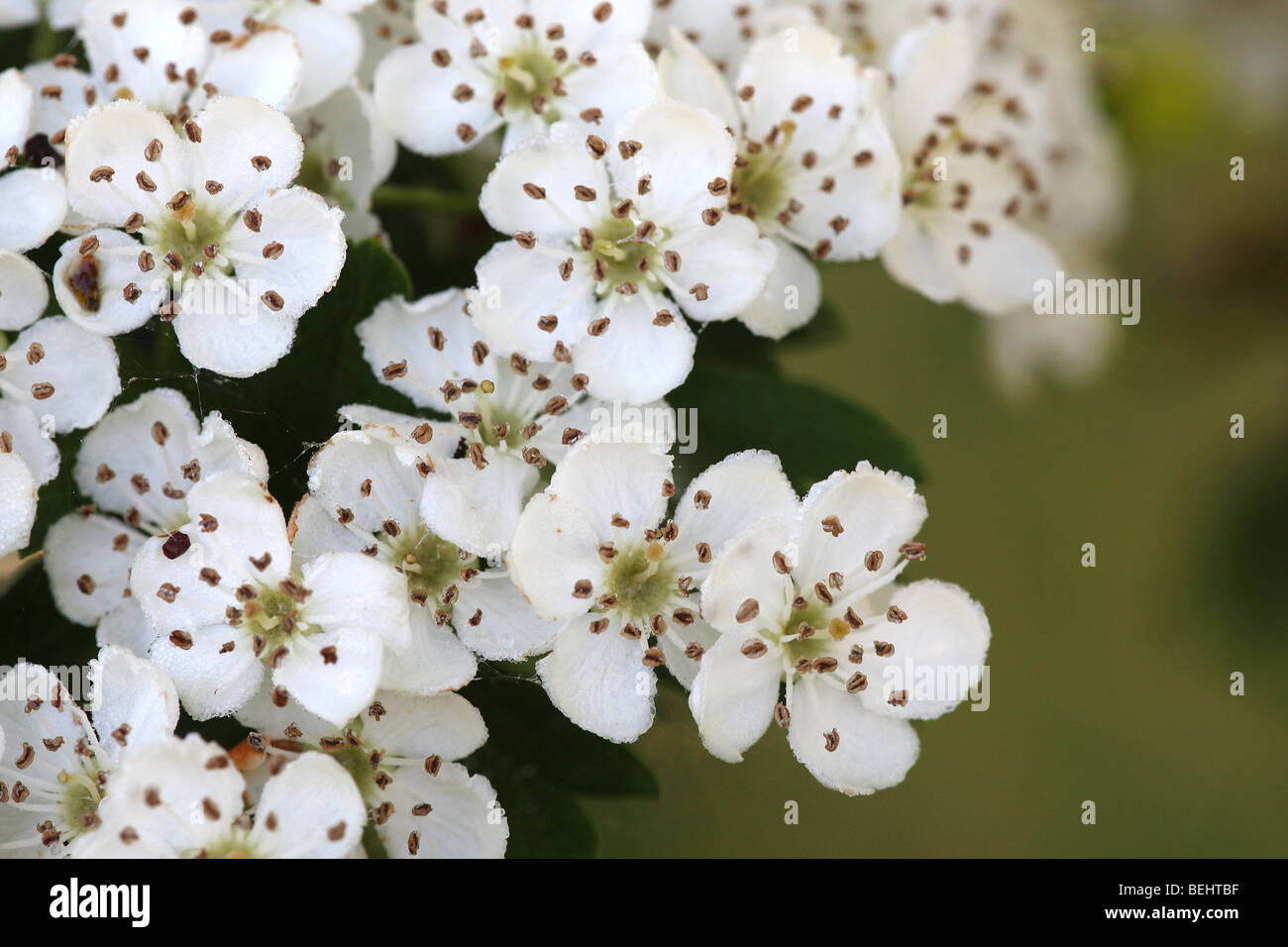Unico comune-seminati fioritura biancospino (Crataegus monogyna) in primavera Foto Stock