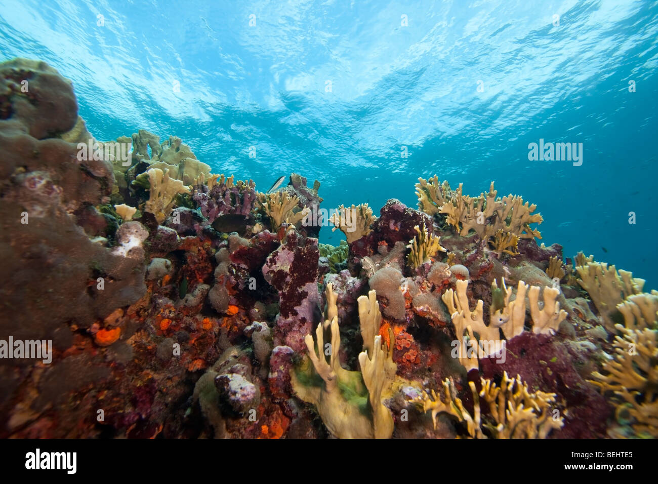 Lama di corallo di fuoco (Millepora complanata) su un reef tropicali, Bonaire, Antille olandesi. Foto Stock