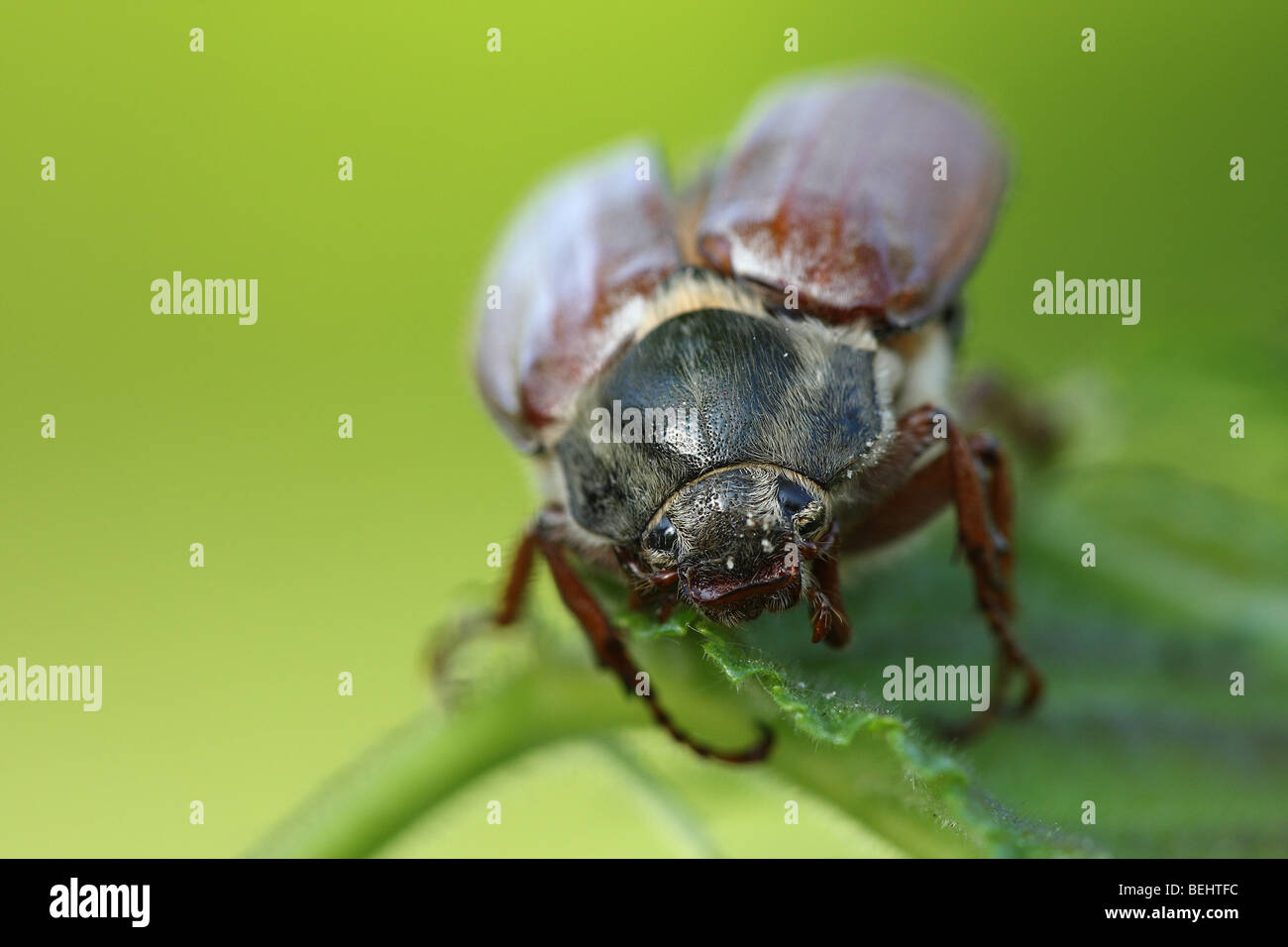 Comune (cockchafer Melolontha melolontha) Foto Stock