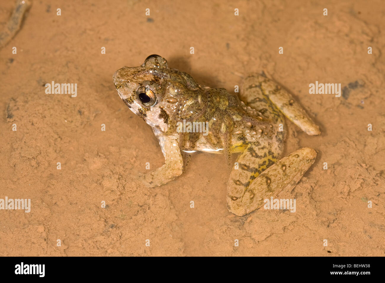 Ruvida Rana custode, maschio che trasportano girini, Danum Valley, Borneo Foto Stock