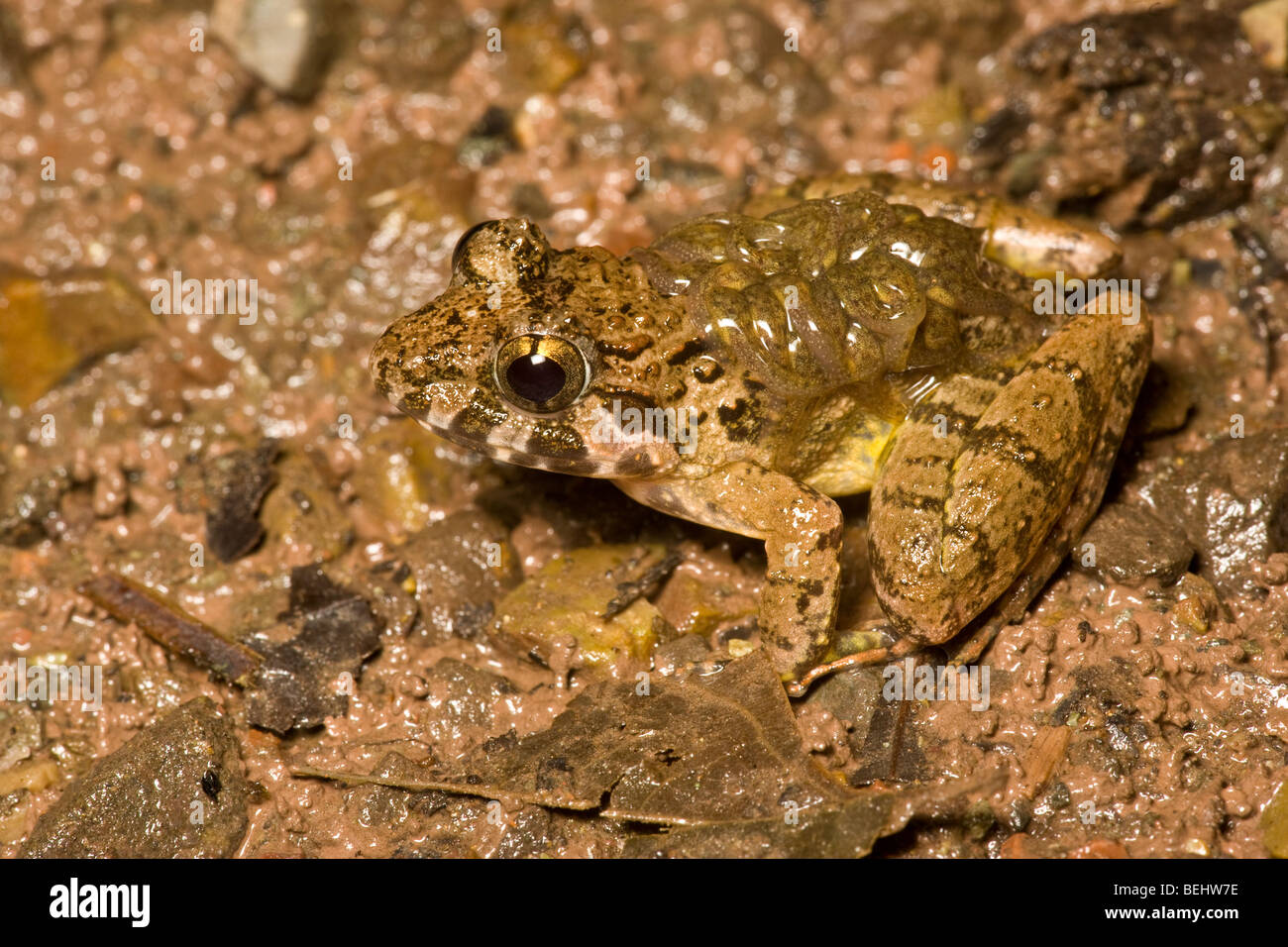 Ruvida Rana custode, maschio che trasportano girini, Danum Valley, Borneo Foto Stock