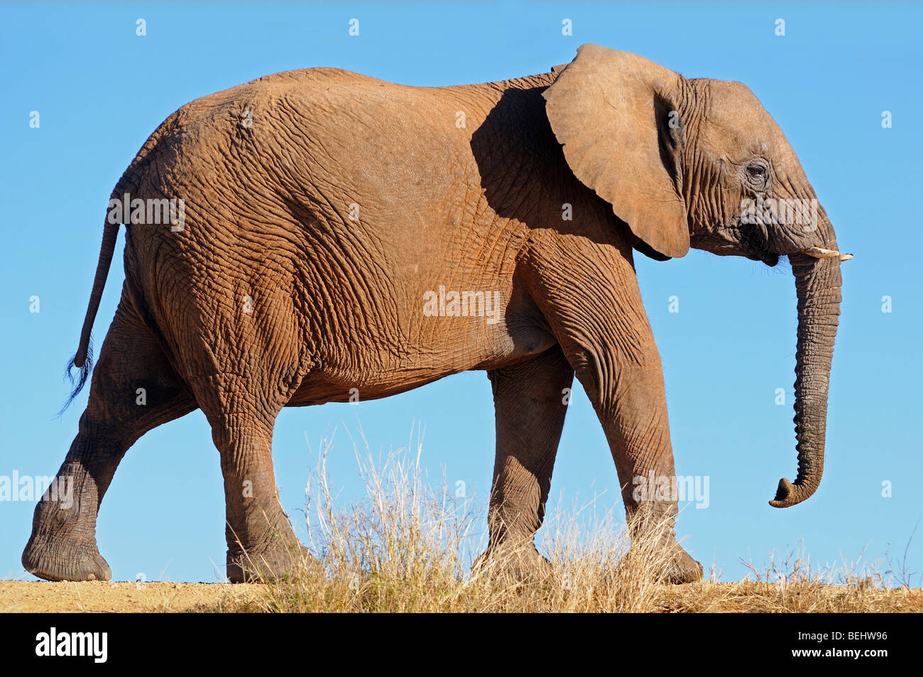 Elefante africano Loxodonta africana, Madikwe Game Reserve, Sud Africa Foto Stock