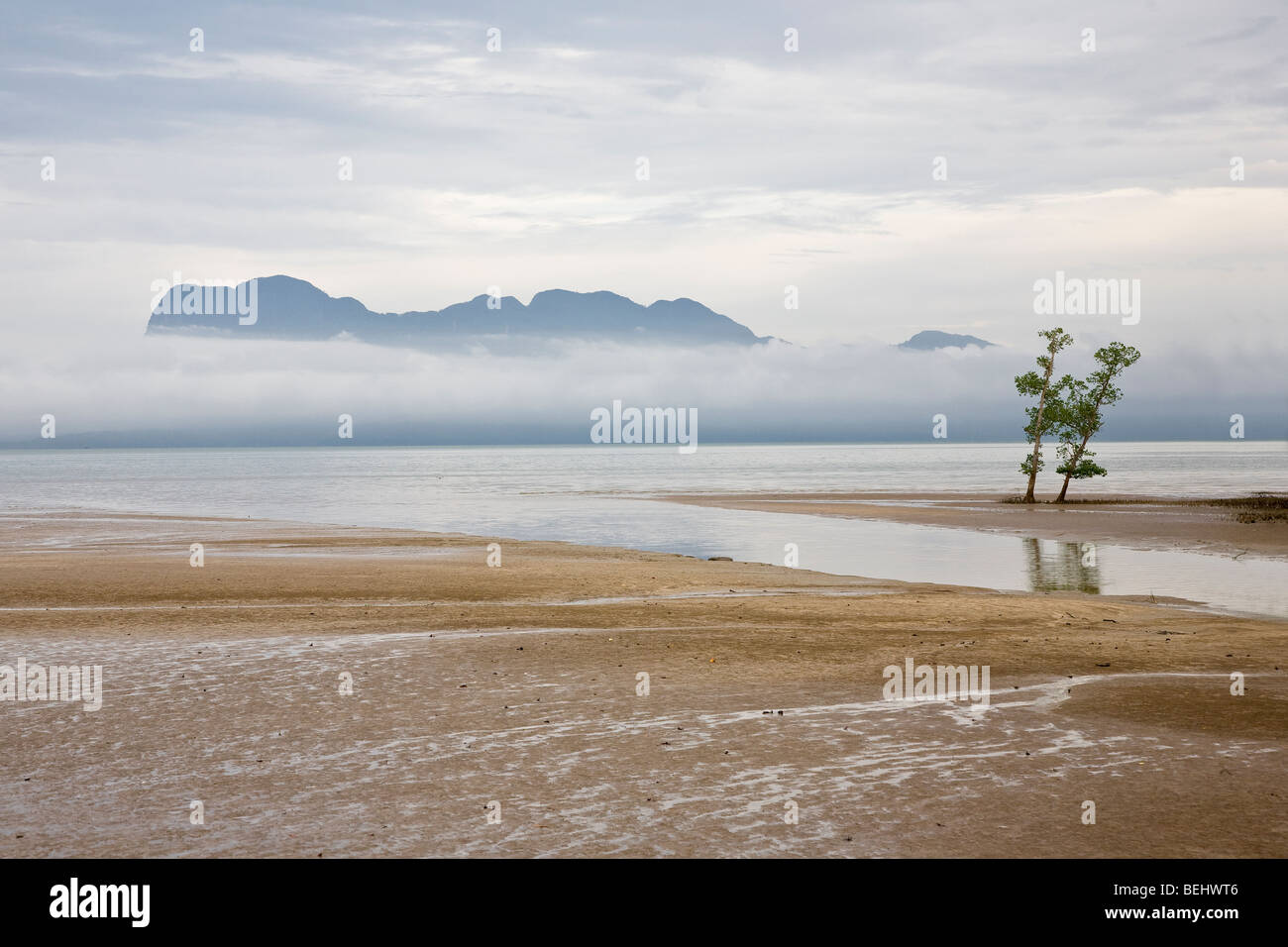 Alberi di mangrovia, Bako National Park, Stati di Sarawak, nel Borneo, Foto Stock