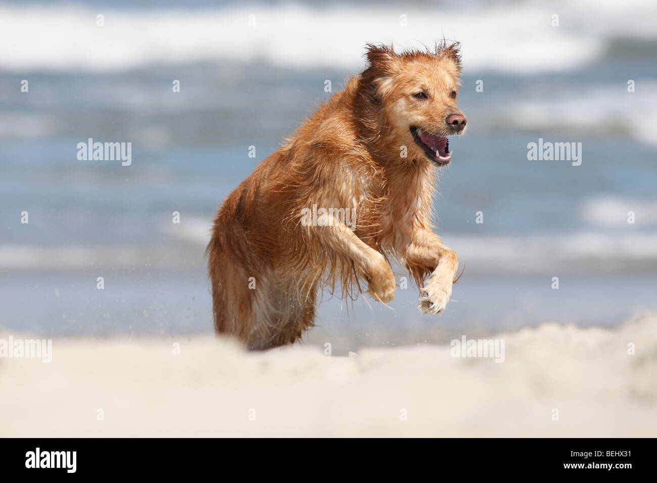 Corolla, NC: un giovane golden retriever gioca nell'acqua sulla spiaggia in Carolina del Nord Foto Stock