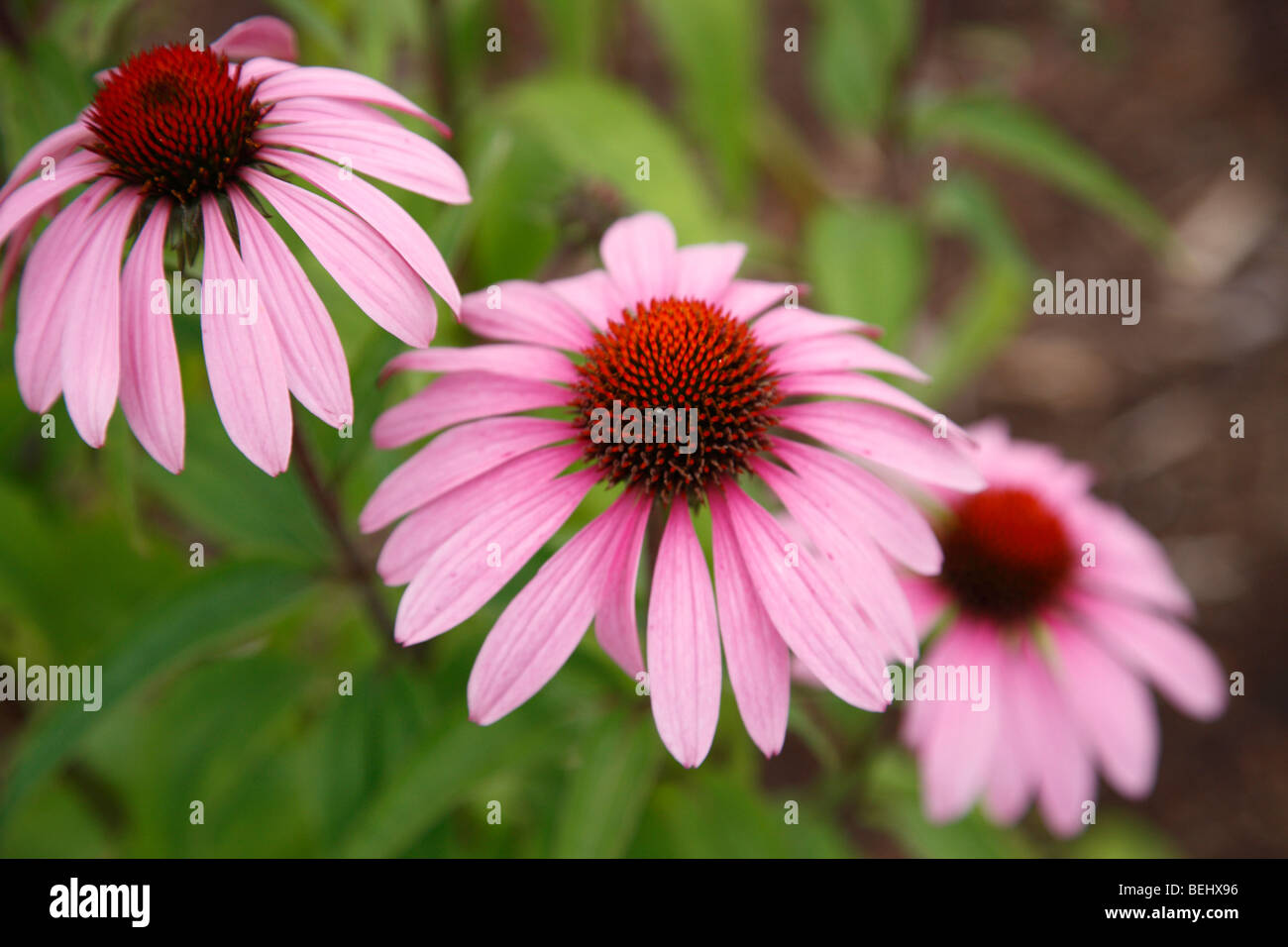 Fiori a cono viola Echinacea purpurea fiore visto dall'alto in primo piano sfondo hd bordo orizzontale negli USA US ad alta risoluzione Foto Stock