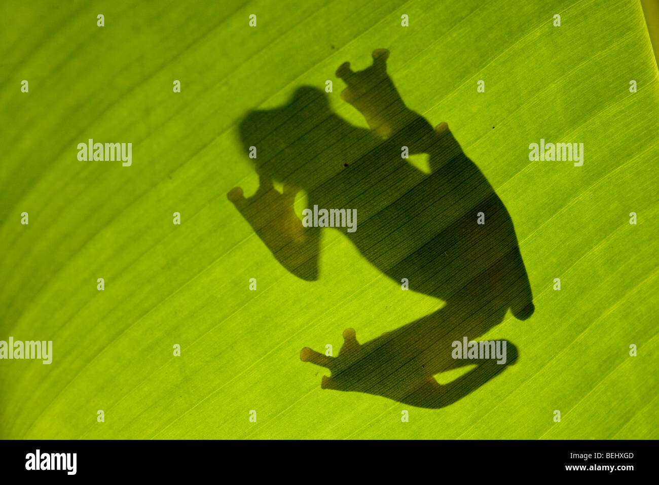 Arlecchino Flying Frog, Danum Valley, Borneo, Foto Stock