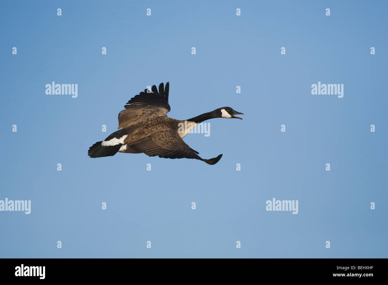 Canada Goose, Branta canadensis, adulti in volo chiamando, Bosque del Apache National Wildlife Refuge , Nuovo Messico, STATI UNITI D'AMERICA Foto Stock