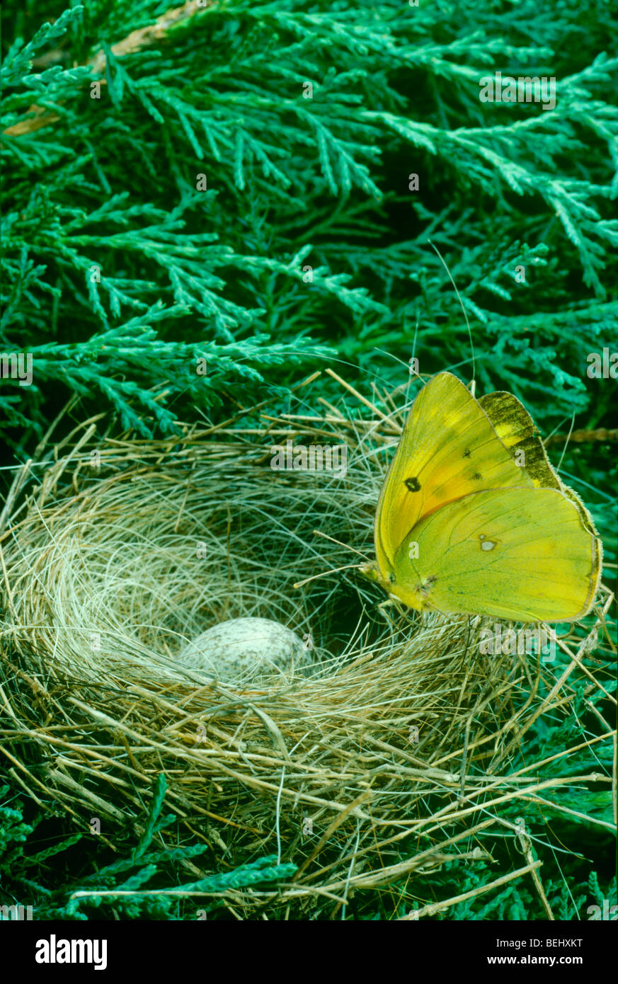 Farfalla di zolfo sulle terre abbandonate grosbeak blu nido di uccelli con un uovo cowbird in esso, Midwest USA Foto Stock