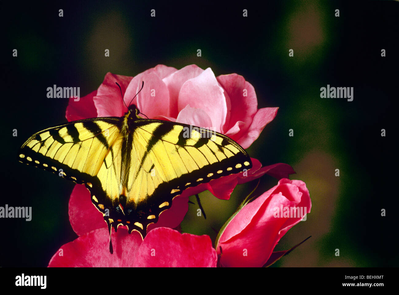 Splendida Tigre farfalla a coda di rondine su elegante rosebuds rosa, Midwest USA Foto Stock