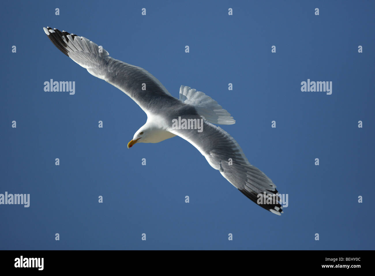 Flying Aringa Gabbiano (Larus argentatus) Foto Stock