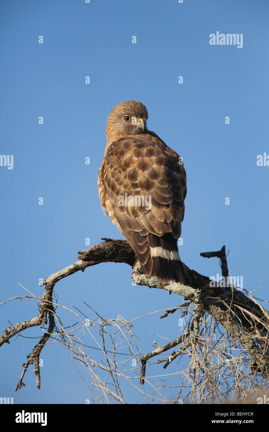 Ampia-winged Hawk (Buteo platypterus), Adulto arroccato, Sinton, Corpus Christi, Coastal Bend, Texas, Stati Uniti d'America Foto Stock