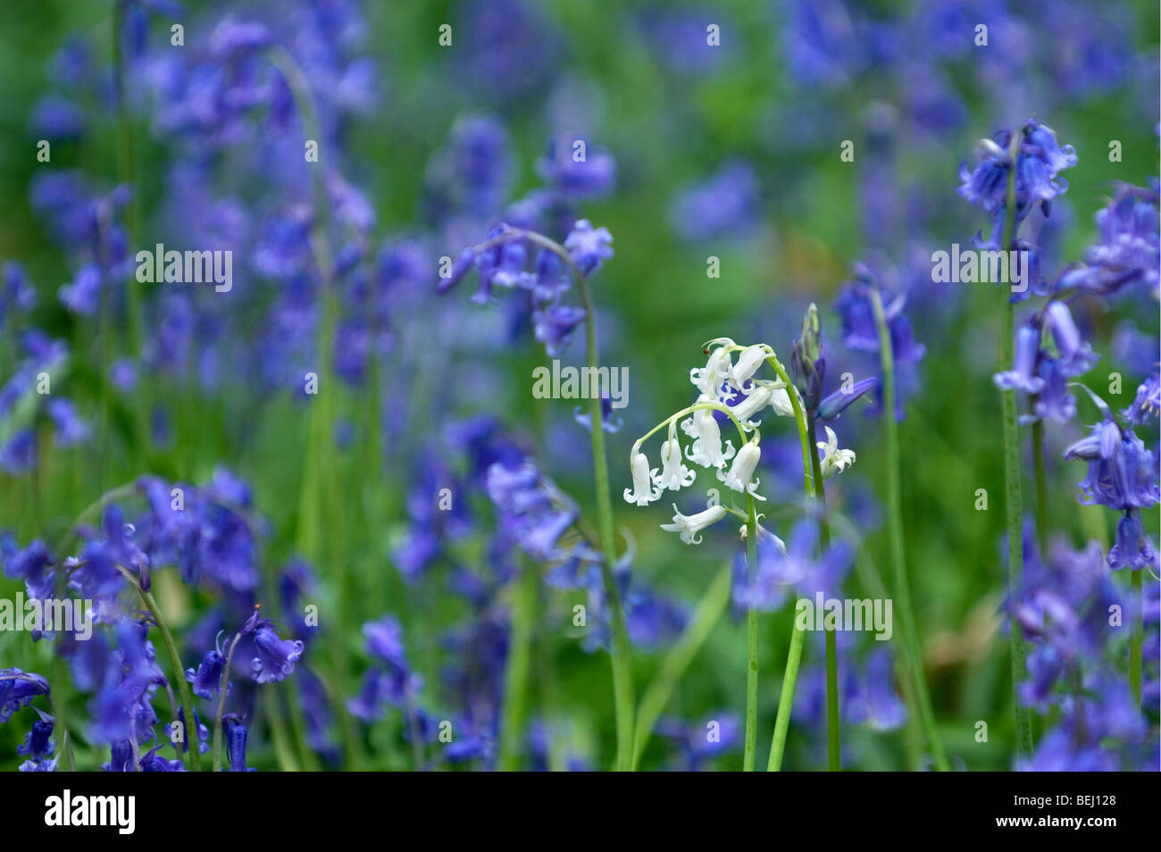 Bluebells (Scilla non scripta / Endimione nonscriptus) bianco morph varietà in fiore tra i fiori blu nella foresta di primavera Foto Stock