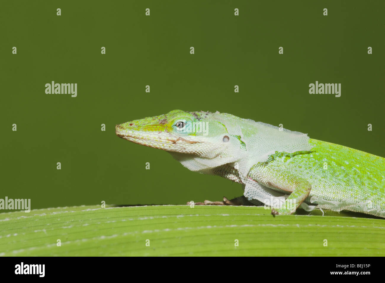 Verde (Anole Anolis carolinensis), Adulto versando la pelle, Sinton, Corpus Christi, Coastal Bend, Texas, Stati Uniti d'America Foto Stock