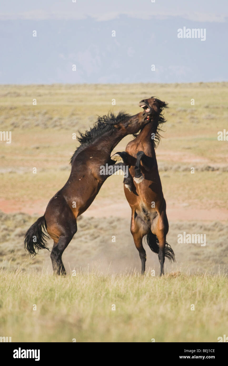 Mustang Cavallo (Equus caballus), stalloni combattimenti Pryor Mountain Wild Horse gamma, Montana, USA Foto Stock