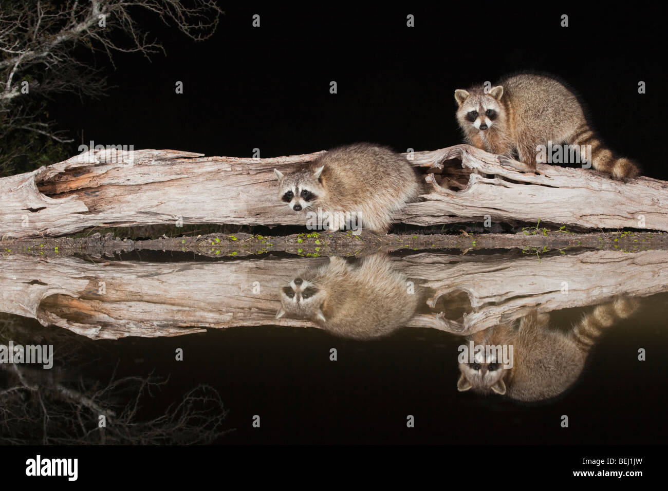 Procione settentrionale (Procione lotor), adulti di notte sul log, Sinton, Corpus Christi, Coastal Bend, Texas, Stati Uniti d'America Foto Stock