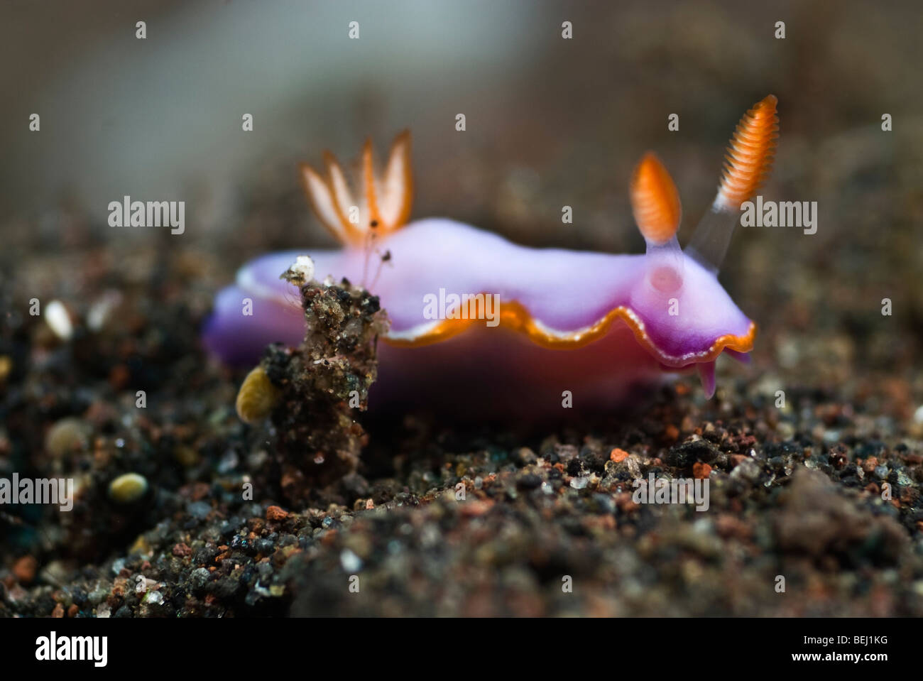 Nudibranch viola con cornice arancione e rhinophores e branchie sotto l'acqua. Foto Stock