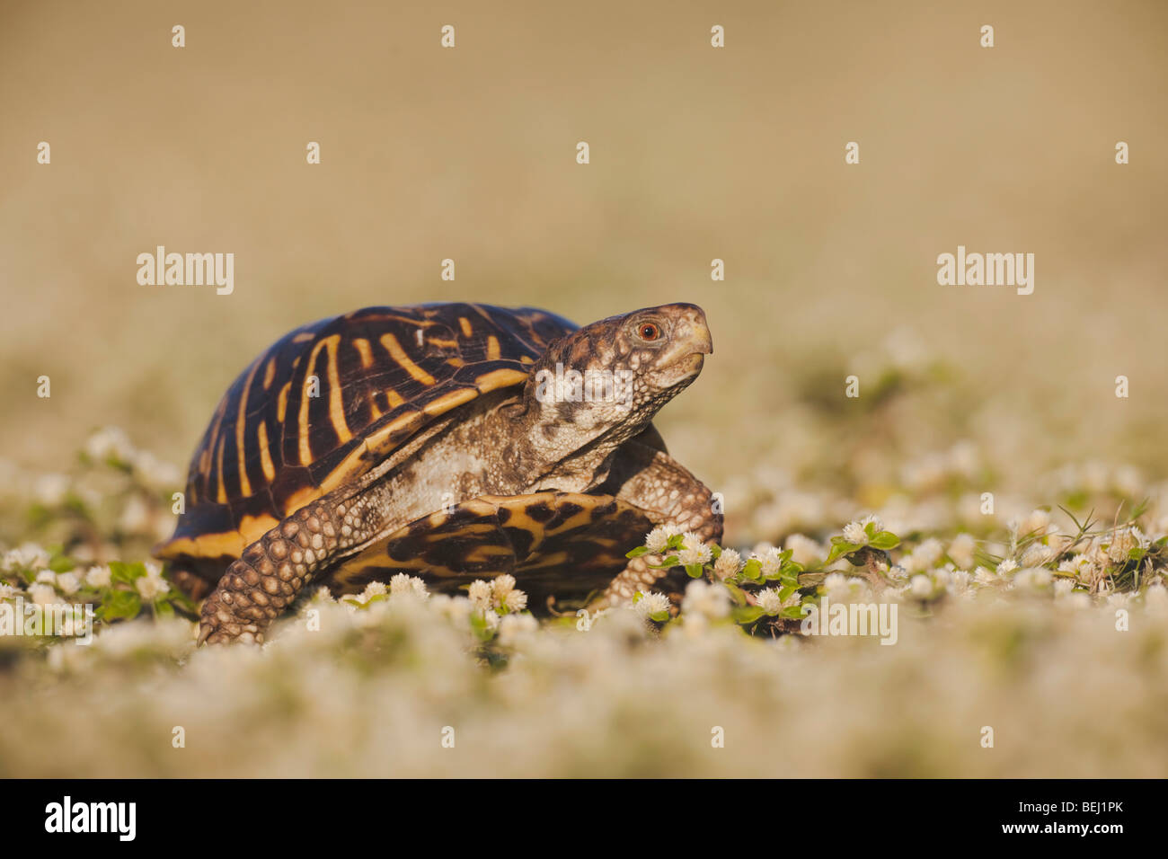 Casella di ornati tartaruga (Terrapene ornata), maschio, Sinton, Corpus Christi, Coastal Bend, costa del Texas, Stati Uniti d'America Foto Stock