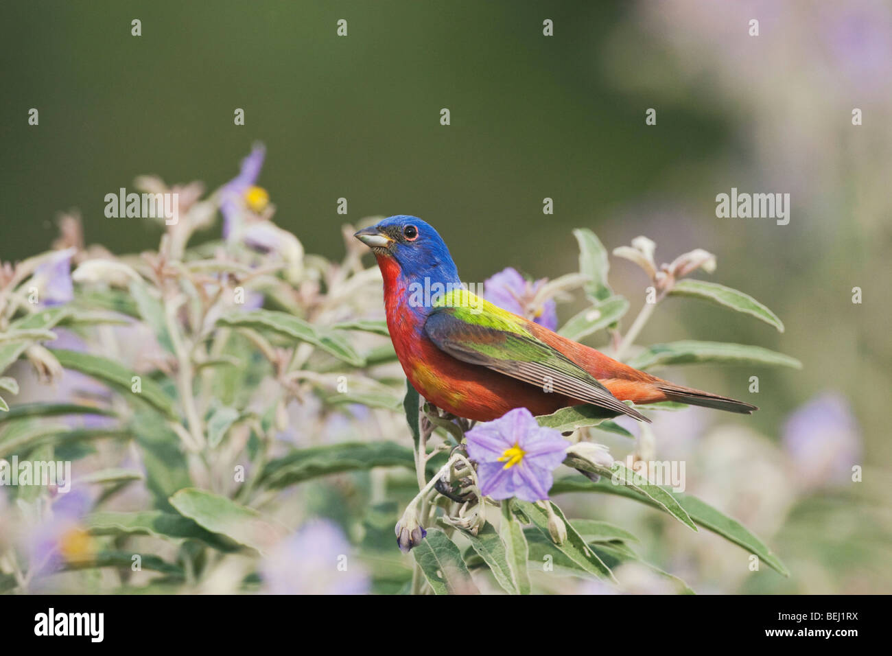 Dipinto di Bunting (Passerina ciris), maschio cantando su Silverleaf Nightshade,Sinton, Corpus Christi, Coastal Bend, Texas, Stati Uniti d'America Foto Stock