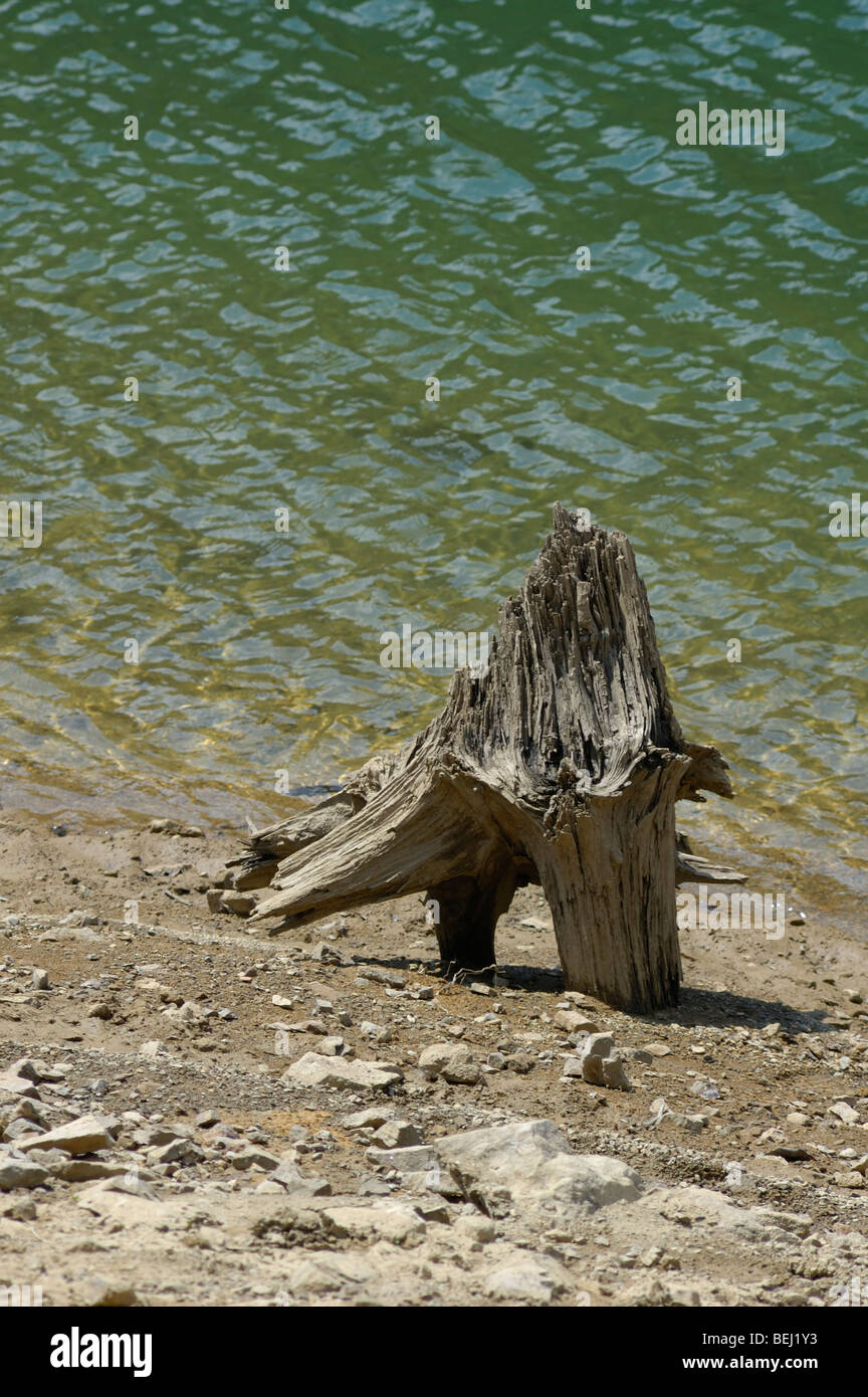 Pezzo di un essiccato fino albero su una riva di Lokvarsko jezero vicino a Lokve nella regione di Gorski Kotar, Croazia, Europa Foto Stock