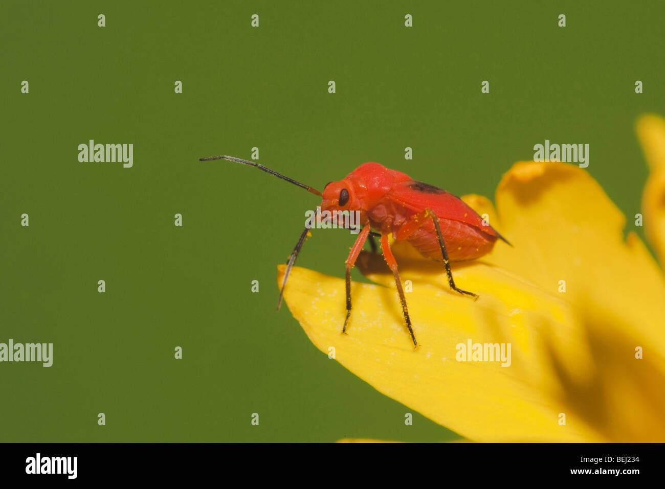 Bug di protezione, Stink bug (Hemiptera), adulto in fiore, Sinton, Corpus Christi, Coastal Bend, Texas, Stati Uniti d'America Foto Stock