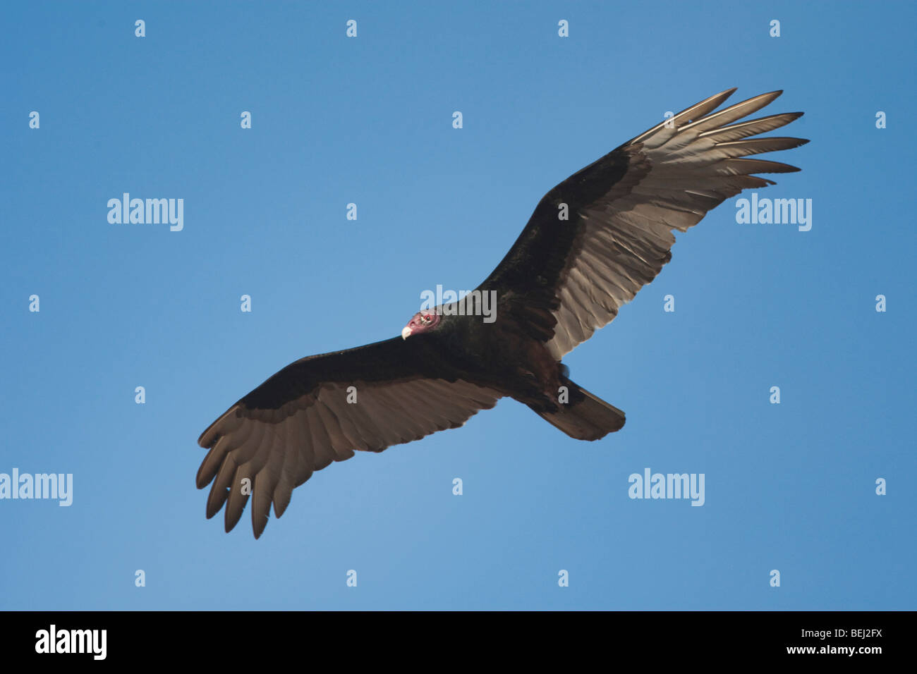 La Turchia Vulture (Cathartes aura), adulto in volo, Sinton, Corpus Christi, Coastal Bend, Texas, Stati Uniti d'America Foto Stock