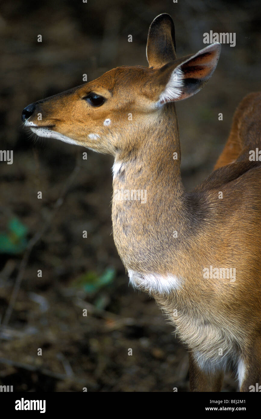 Close-up di Bushbuck femmina (Tragelaphus scriptus), Kruger National Park, Sud Africa Foto Stock